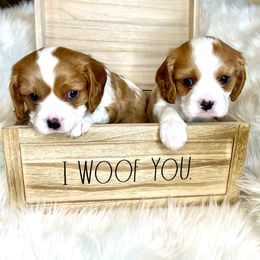 Cavalier King Charles Spaniel Puppies from Ohana Cavalier King Charles Spaniels