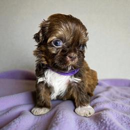 AKC-Hazel - Liver female Shih Tzu puppy in Mooresville, North Carolina from Juji Shih Tzu