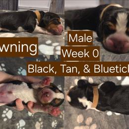 Browning Brown Male - Black tan and bluetick male Beagle puppy in Bemidji, Minnesota from Nse Farms Beagles