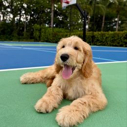 Zuma - Cream male Goldendoodle puppy in Hollywood, Florida from Royal Goldendoodle