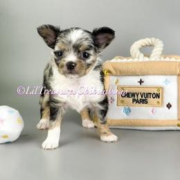Rainbow Dash - Merle female Chihuahua puppy in Anderson, South Carolina from Lil Treasures Chihuahuas