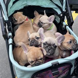 French Bulldog Puppies from White Hippo Frenchies