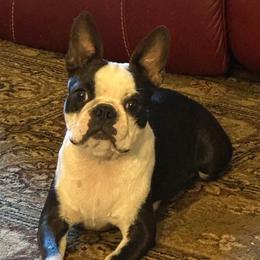 Sam - Boston Terrier
