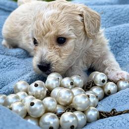 Bailey - Cream male Havapoo puppy in Aurora, Colorado from Miroslava's Puppies