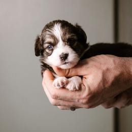 Leanna - Black and tan female Pembroke Welsh Corgi puppy in South Otselic, New York from Ridge Top Corgis