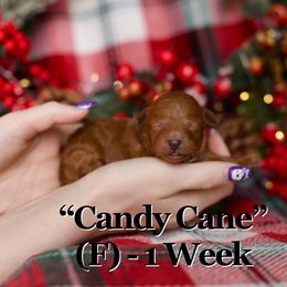 Candy Cane - Red  female Goldendoodle puppy in St. George, Utah from Utah Mini Doodles