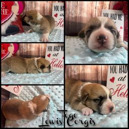 Australian Shepherd and Pembroke Welsh Corgi Puppies from Lewis Aussie’s & Corgi’s
