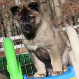 Cynder Male 3 - Agouti and white male Siberian Husky puppy in Hiawassee, Georgia from Chastains Huskies