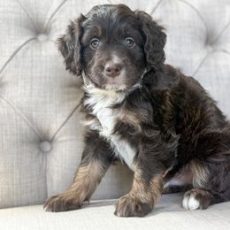 Cherry 🍒 - Red phantom male Aussiedoodle puppy in Granbury, Texas from Triple Cross Doodles