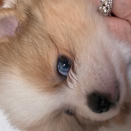 Lady Marmalade - Orange parti female Pomeranian puppy in Palatka, Florida from Sugarland Pomeranians