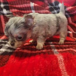 Boy 2 - Merle male Chihuahua puppy in Warsaw, Virginia from B&D Chihuahuas