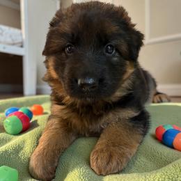 Poppy - Black and red female German Shepherd puppy in Beaverdam, Virginia from Mayhew German Shepherds (formerly B&R Kennel)
