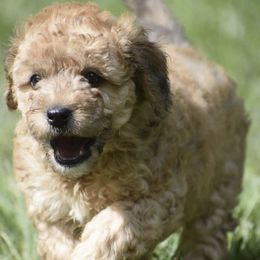 Bernedoodles from Fleetwood Bernedoodles