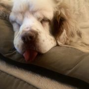 Clumber Spaniel All Grown Up from Ruxland Clumber Spaniels
