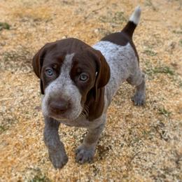 Maggie - Liver roan female German Shorthaired Pointer puppy in Hot Springs, Virginia from Thunder Mountain Gun Dogs