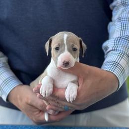 Boy 2 - Blue fawn male Italian Greyhound puppy in Sugar Valley, Georgia from Pinnacle Farm and Kennel
