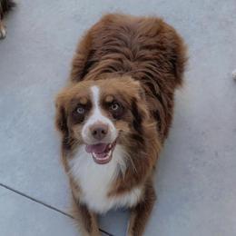 Charlie - Miniature Australian Shepherd