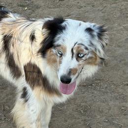 Beans - Australian Shepherd