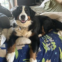 Willow - Tri-color female Bernese Mountain Dog puppy in Gastonia, North Carolina from Stonebrook Gentle Giants