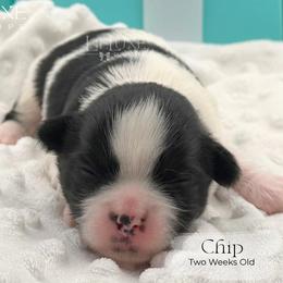 Chip - Black and white male Shorkie puppy in Scottsdale, Arizona from Lil Luxe Pups
