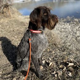 Fox - Wirehaired Pointing Griffon
