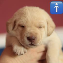 Green collar - Yellow male Labrador Retriever puppy in Wallace, North Carolina from Maya's World Labradors with Love