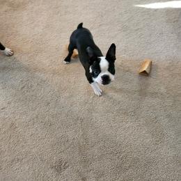 Boston Terrier Puppies from NW Boston Terriers