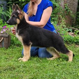 German Shepherd Puppies from Casamoko German Shepherds