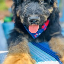 Assorted Doodle Crosses, Aussiedoodle, Bernedoodle, and Poodle Puppies from Pear Tree Prairie Doodles