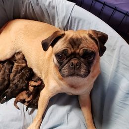 Boston Terriers, Pugs, and Yorkshire Terriers from Land B Star Classy Puppies