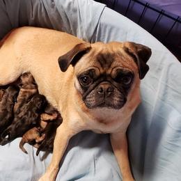 Boston Terriers, Pugs, and Yorkshire Terriers from Land B Star Classy Puppies