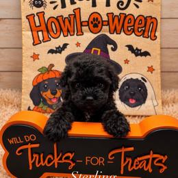 Lixira's Sterling - Black male Poodle puppy in Sumter, South Carolina from Lixira Poodles LLC