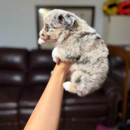 Savannah - Blue merle female Miniature Australian Shepherd puppy in Clarkesville, Georgia from North Georgia Gems