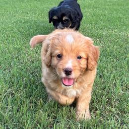 VALI - female Australian Mountain Doodle puppy in Bristow, Oklahoma from 10-Acre Woods Cockapoos