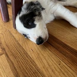 Border Collie Puppies from Roaring River Border Collies