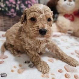 Peaches - Apricot female Cavapoo puppy in Lebanon, Missouri from Perkins Pups