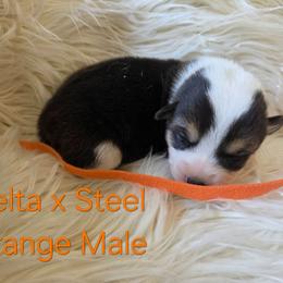 Orange Male - Black and tan male Pembroke Welsh Corgi puppy in Wayne City, Illinois from Lash Livestock & Corgis