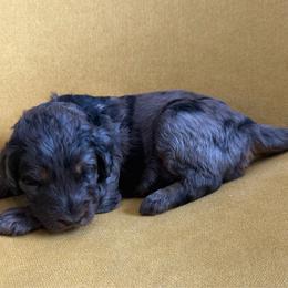 Clay Calloway - Merle male Goldendoodle puppy in Spokane, Washington from Goldendoodles on the Prairie