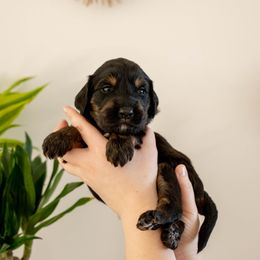 Bonnie Bennett - Phantom female Goldendoodle puppy in New River, Arizona from Sonoran Standard Doodles