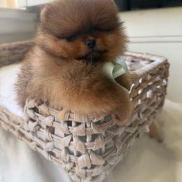 Baby Waffles - Orange male Pomeranian puppy in Sacramento, California from Carousel Poodles & Pomeranians