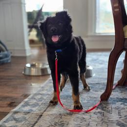 Rigel- puppy training started - Black & white male Australian Shepherd puppy in Wrightsville, Georgia from Wild Magnolia Farms Aussies