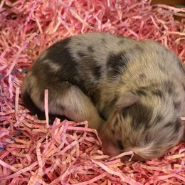 Girl 2 - Red merle female Miniature Australian Shepherd puppy in Nashville, Tennessee from Little B’s Aussies