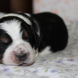 Violet - Tri-Roan female English Springer Spaniel puppy in Winfield, Tennessee from Murphy Farms and Springers