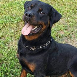 Ozzy - Rottweiler