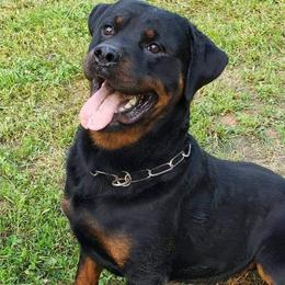 Ozzy - Rottweiler
