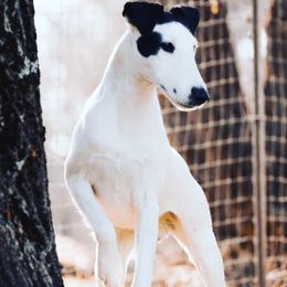 Smooth Fox Terriers from Tregoad Smooth Fox Terriers