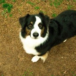 Brim - Australian Shepherd