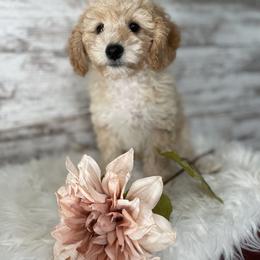 Cavapoo, Pyredoodle, and Sheepadoodle Puppies from Davis Family Doodles