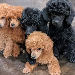 Poodles from Lolaland