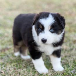 Maisy - Black tri-color female Australian Shepherd puppy in Louisiana from Hazelwood's Aussies